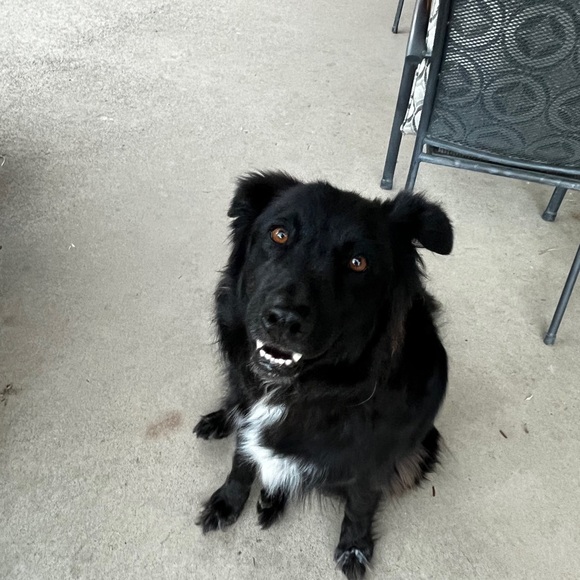 Meet your Posher, Stacy - Picture 2 of 3